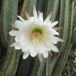 Lobivia bridgesii Floare