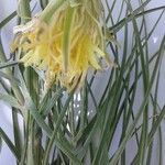 Scorzonera aristata 花