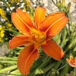 Hemerocallis fulvaFlower