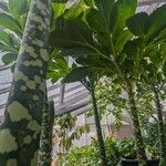 Amorphophallus titanum Blad