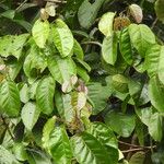 Conceveiba guianensis Лист