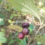 Aronia arbutifolia Fruit