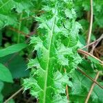 Cirsium filipendulum Leaf