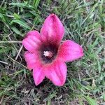 Brachychiton discolor Flower