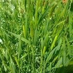 Triticum monococcum Blad