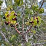 Aristotelia chilensis Frugt