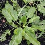 Rumex pulcher Leaf