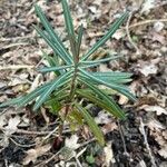 Euphorbia lathyris Lapas