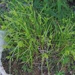 Carex hystericina Yeri