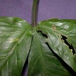 Philodendron tripartitum Feuille