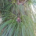 Pinus canariensis List