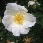 Rosa spinosissima Kwiat