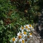Tanacetum corymbosum फूल