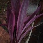 Tradescantia spathacea ഇല