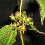 Miconia crenata Fruit