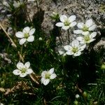 Sagina glabra Hábito