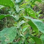Buddleja stachyoides Yaprak