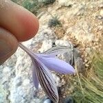 Crocus cambessedesii Квітка