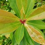Norantea guianensis Frunză