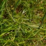 Dichoropetalum carvifolia Blatt