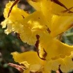 Orobanche gracilis Flor