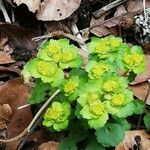 Chrysosplenium alternifolium Hàbitat