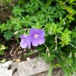 Geranium palustreЦвят