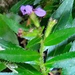 Cuphea racemosa Habitus