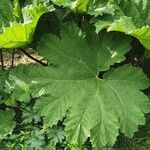 Gunnera tinctoria Blatt