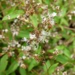 Ageratina riparia Ffrwyth