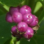 Lantana involucrata Fruit