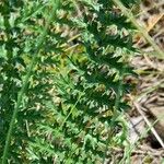 Filipendula vulgaris Blatt