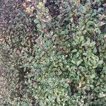 Pittosporum tenuifolium葉