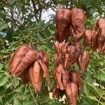 Koelreuteria paniculata Fruit