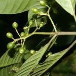 Psychotria panamensis Vrucht