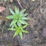 Eriocaulon truncatum Folha