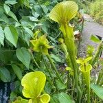 Sarracenia leucophylla Hábito
