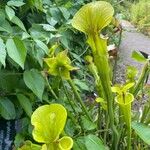 Sarracenia leucophylla 整株植物