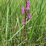 Anacamptis palustris Hábito