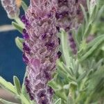 Lavandula stoechas Kvet