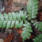 Adiantum vogelii Blatt