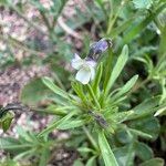 Viola kitaibeliana Flower