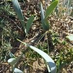 Pancratium maritimum पत्ता