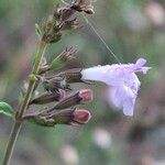 Clinopodium nepeta Květ