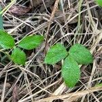 Vigna vexillata Feuille