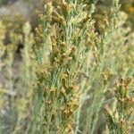 Artemisia nova Квітка
