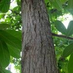 Antidesma venosum Bark