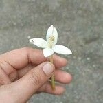 Millingtonia hortensis Flower