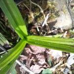 Hypoxis decumbens Φύλλο