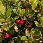 Arctostaphylos uva-ursi Плід